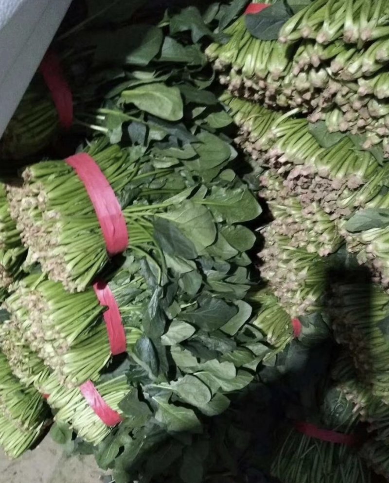 万亩菠菜26-30公分，实力代收请放心选择量大从优
