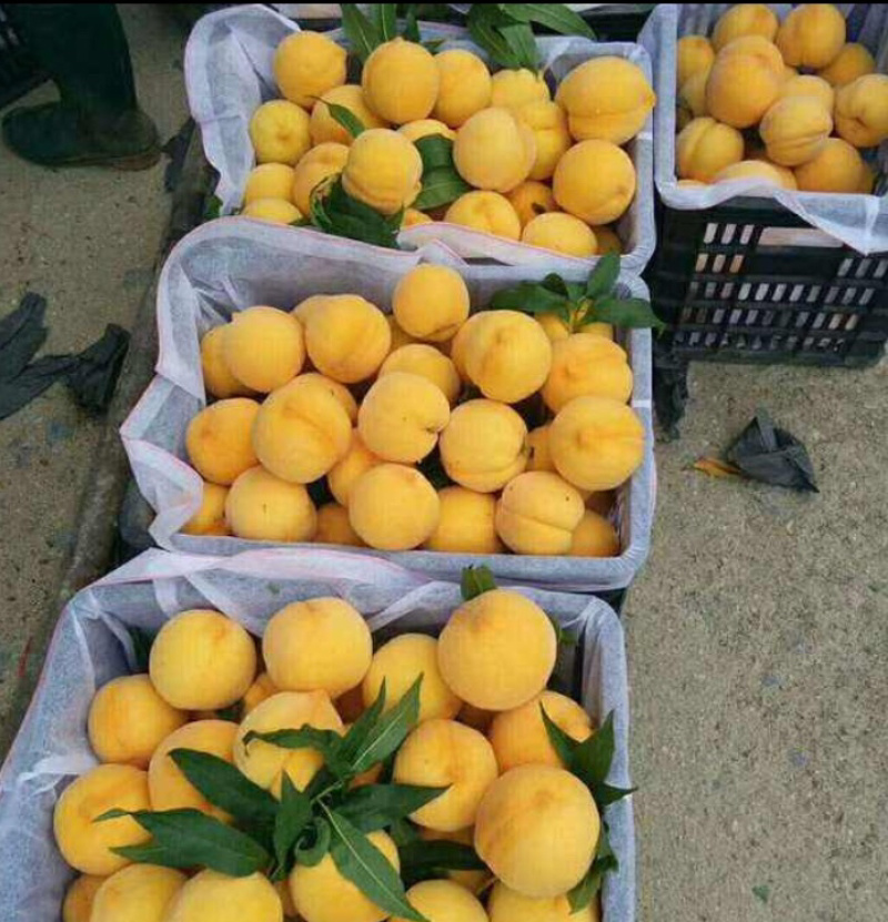 安徽黄金蜜三号大量上市安徽黄桃，精品黄桃