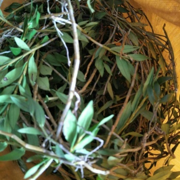 竹叶草