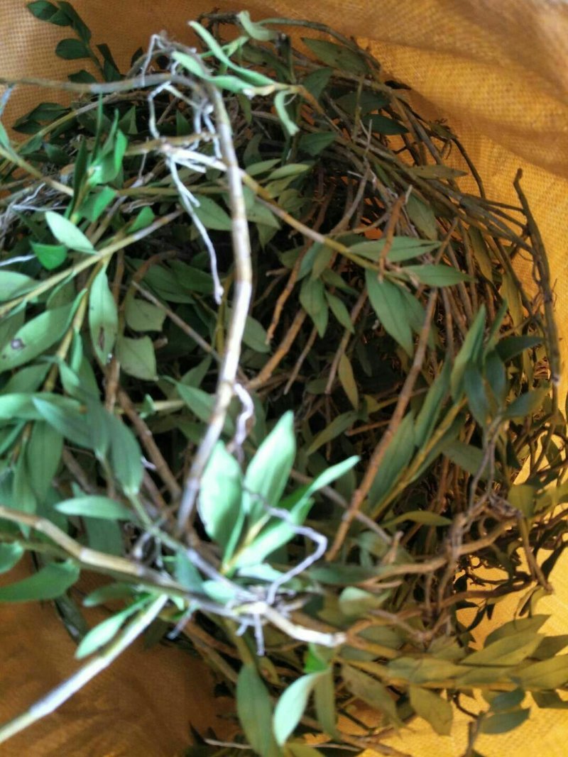 竹叶草