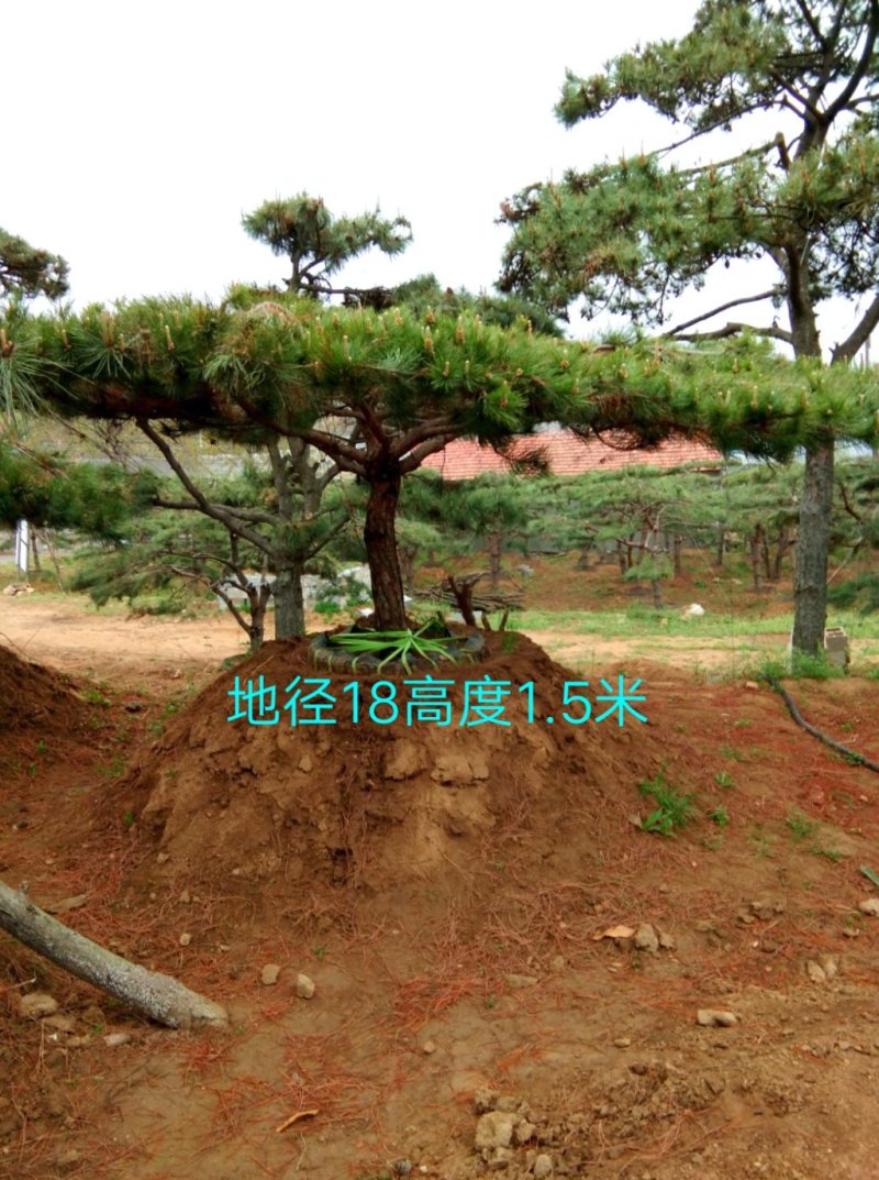 黑松造型松景观松造型黑松造型油松