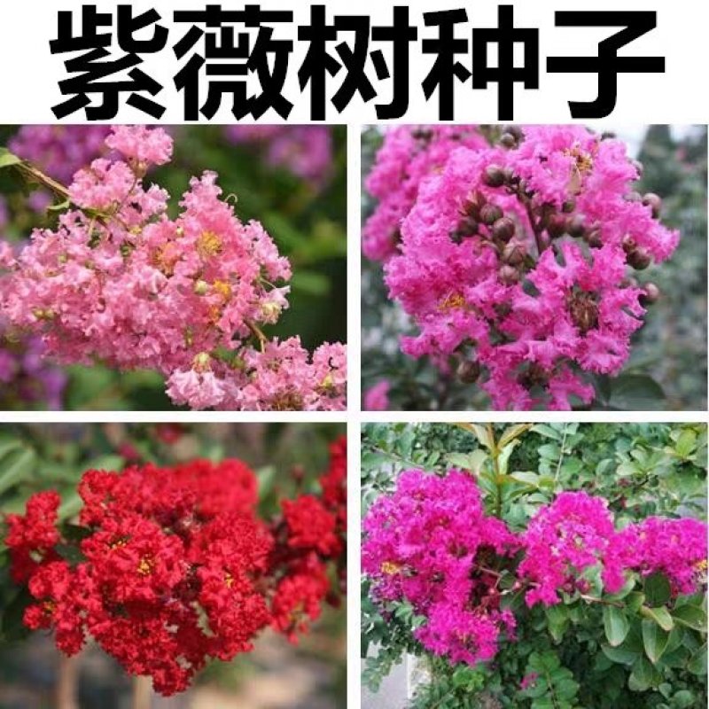 新采收紫薇种子紫薇花紫薇树种子火球红红火箭紫薇种子多年生