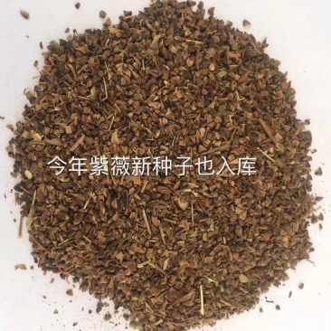 新采收紫薇种子紫薇花紫薇树种子火球红红火箭紫薇种子多年生