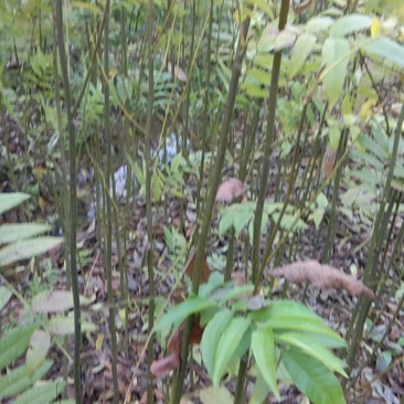 青钱柳