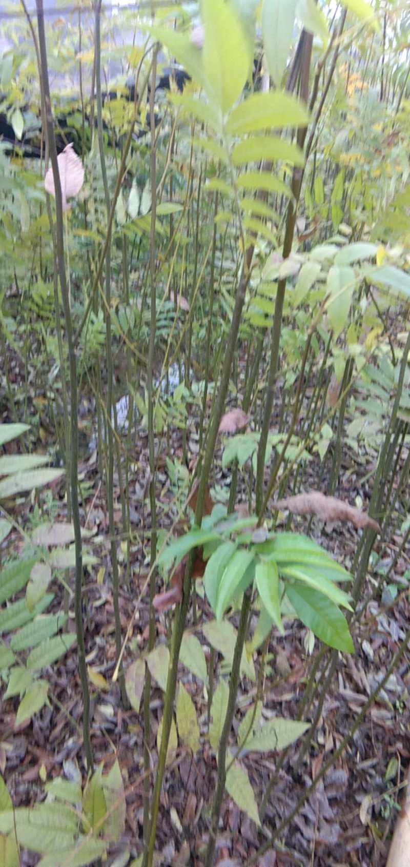 青钱柳