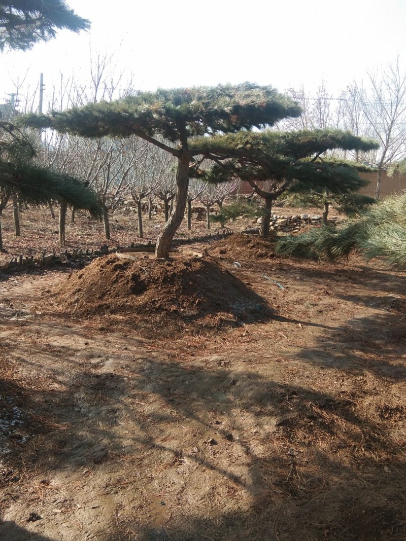 乔灌木造型松景观松，造型黑松造型油松黑松盆景
