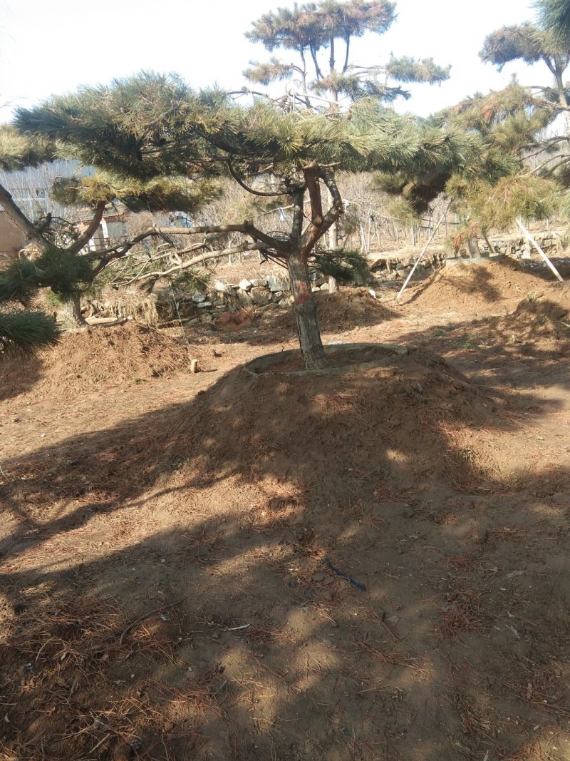 乔灌木造型松景观松，造型黑松造型油松黑松盆景