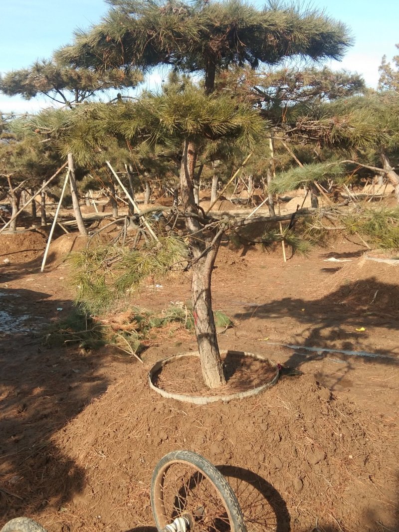 乔灌木造型松景观松，造型黑松造型油松黑松盆景