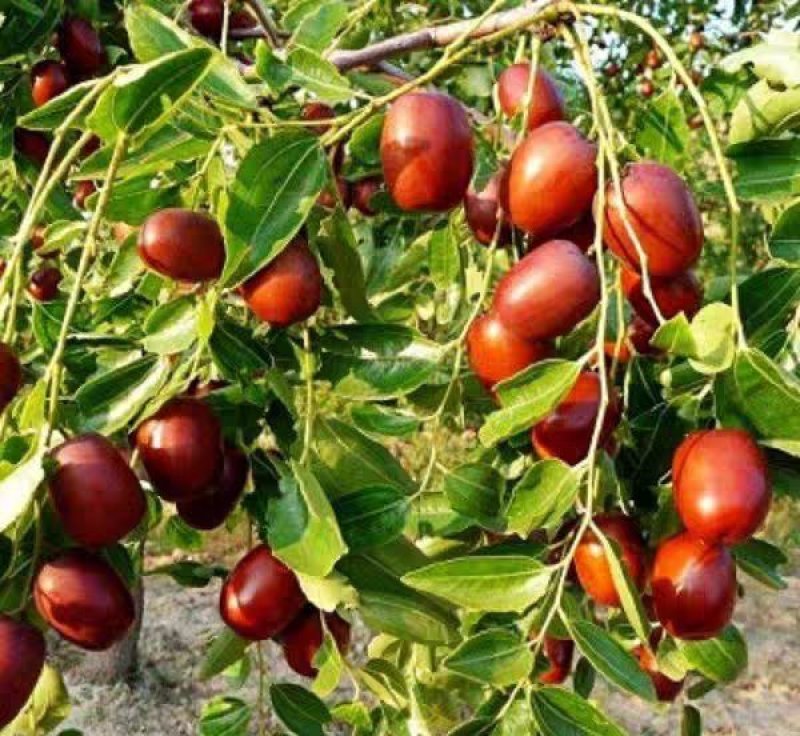 新疆大红枣树苗哈密大枣苗嫁接枣子苗大红枣子哈密大