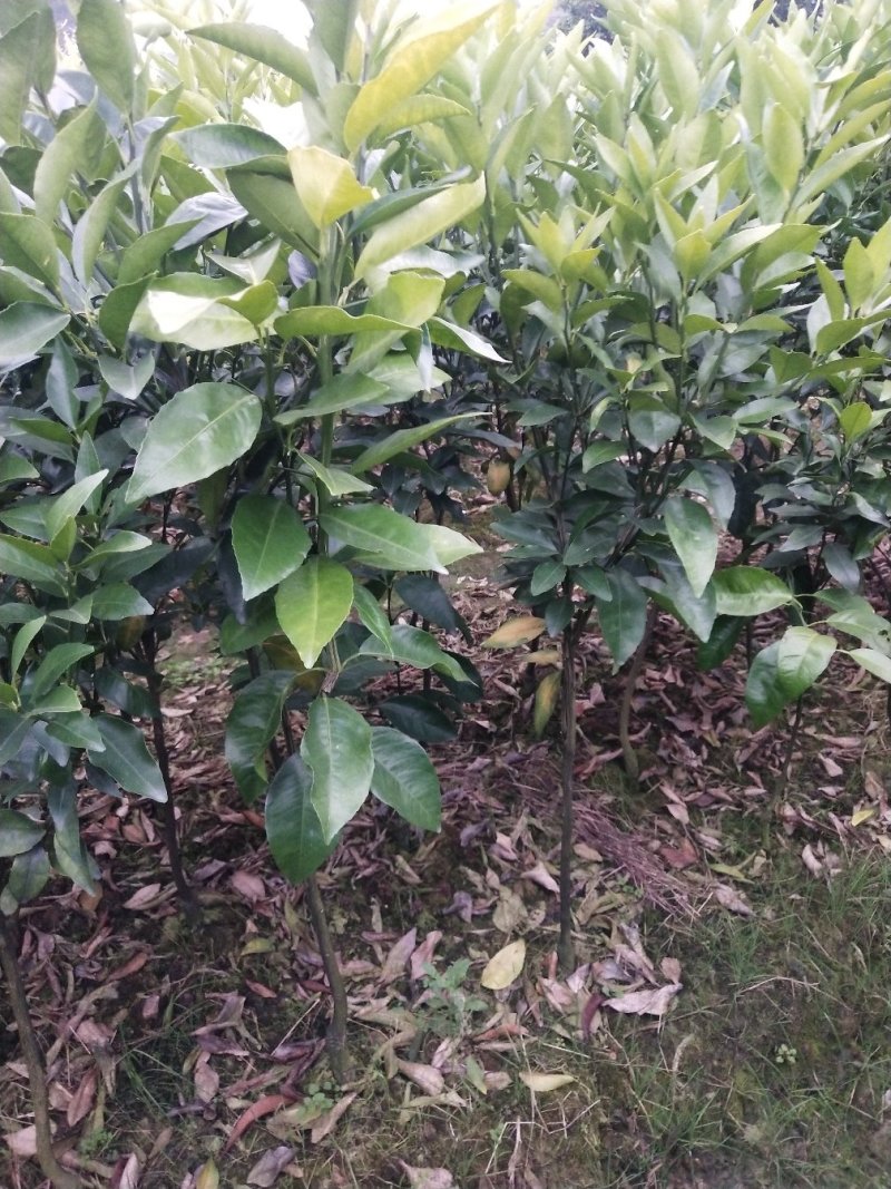 091无核沃柑苗（新品种）假一罚十提供种植技术