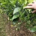091无核沃柑苗（新品种）假一罚十提供种植技术