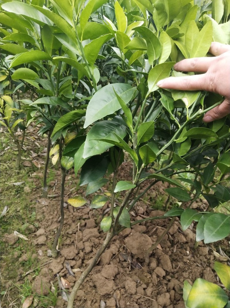 091无核沃柑苗（新品种）假一罚十提供种植技术