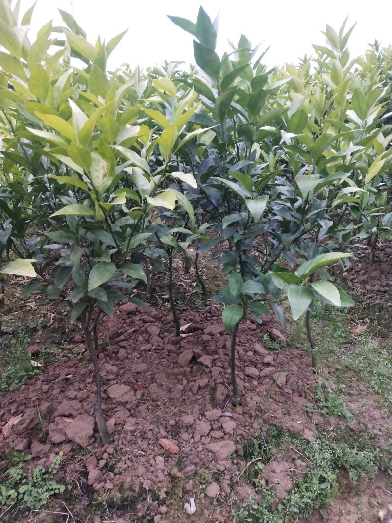 091无核沃柑苗（新品种）假一罚十提供种植技术