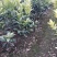 091无核沃柑苗（新品种）假一罚十提供种植技术