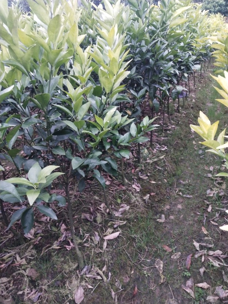 091无核沃柑苗（新品种）假一罚十提供种植技术