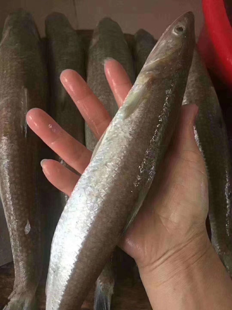 那哥鱼丸手工手打鱼丸手工必备肉丸