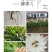 百花粉(蒲公英.五味子.各种药材.农作物)