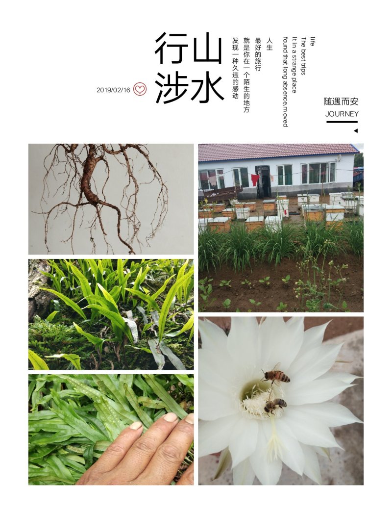 百花粉(蒲公英.五味子.各种药材.农作物)