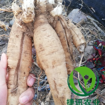 玄参芽玄参种苗玄参苗玄参芽子成活率高根系发达