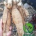 玄参芽玄参种苗玄参苗玄参芽子成活率高根系发达
