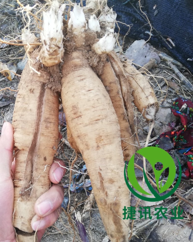 玄参芽玄参种苗玄参苗玄参芽子成活率高根系发达