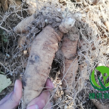 玄参芽玄参苗玄参种苗香蕉玄参红薯玄参投资小收益快