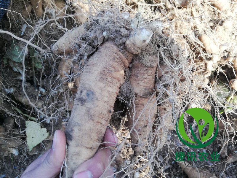 玄参芽玄参苗玄参种苗香蕉玄参红薯玄参投资小收益快