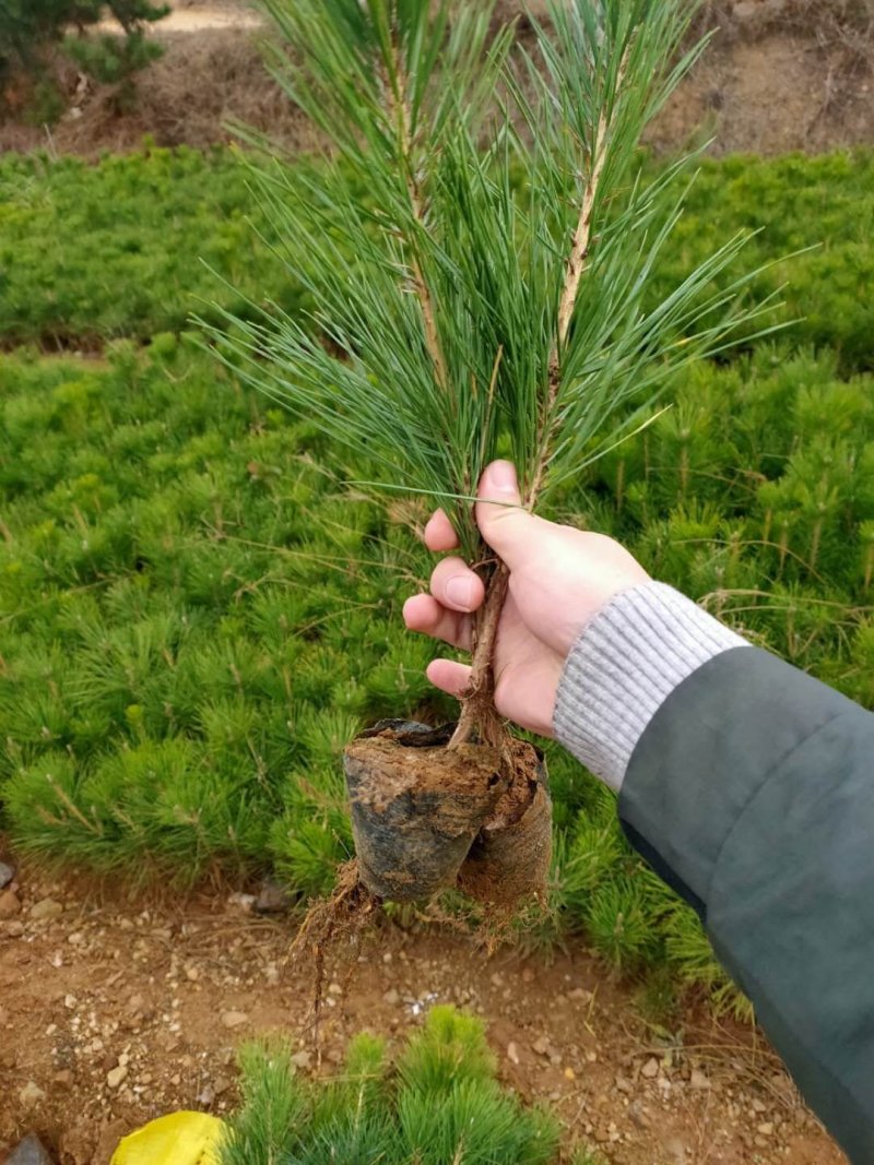 黑松各种规格齐全。量大价格实惠。