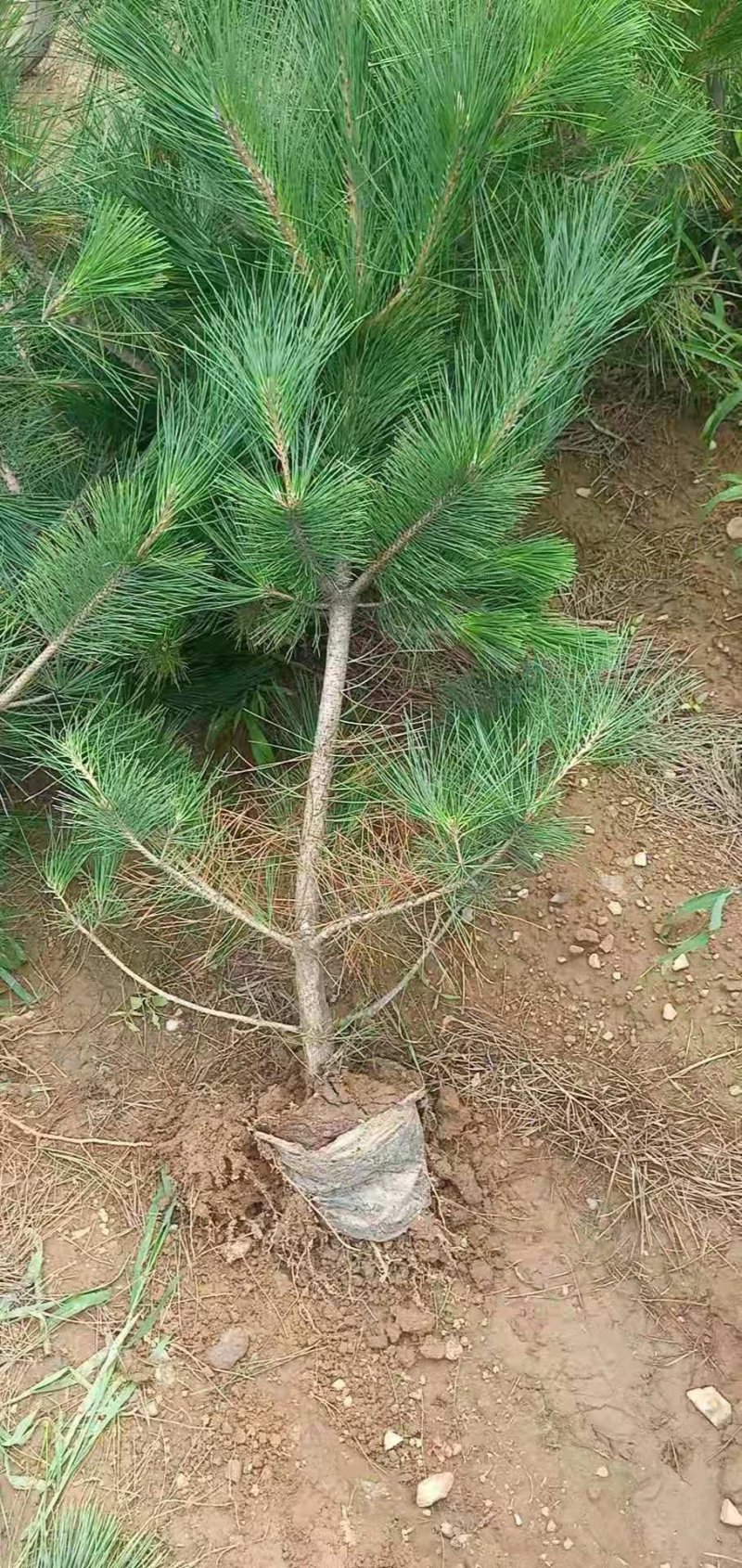 黑松各种规格齐全。量大价格实惠。