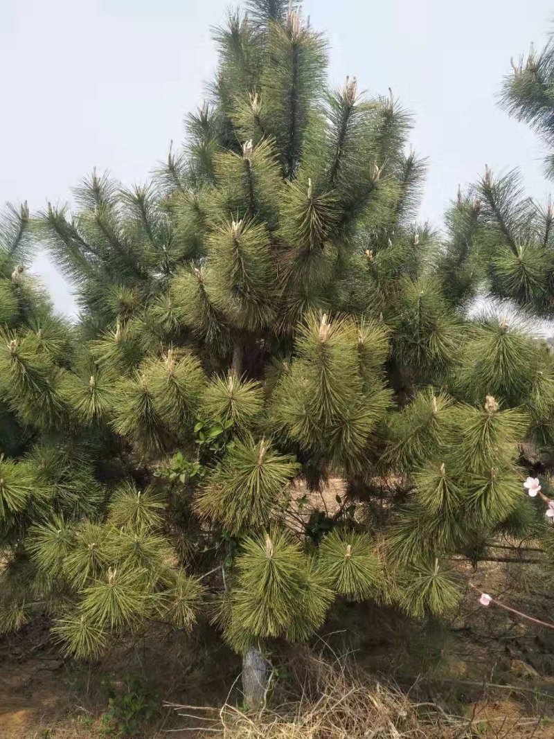 黑松各种规格齐全。量大价格实惠。