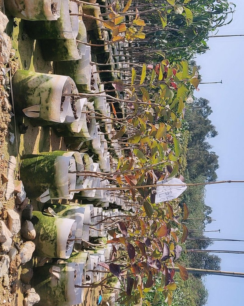 芭乐苗(帝王珍珠红心红宝石芭乐)量多价优批发