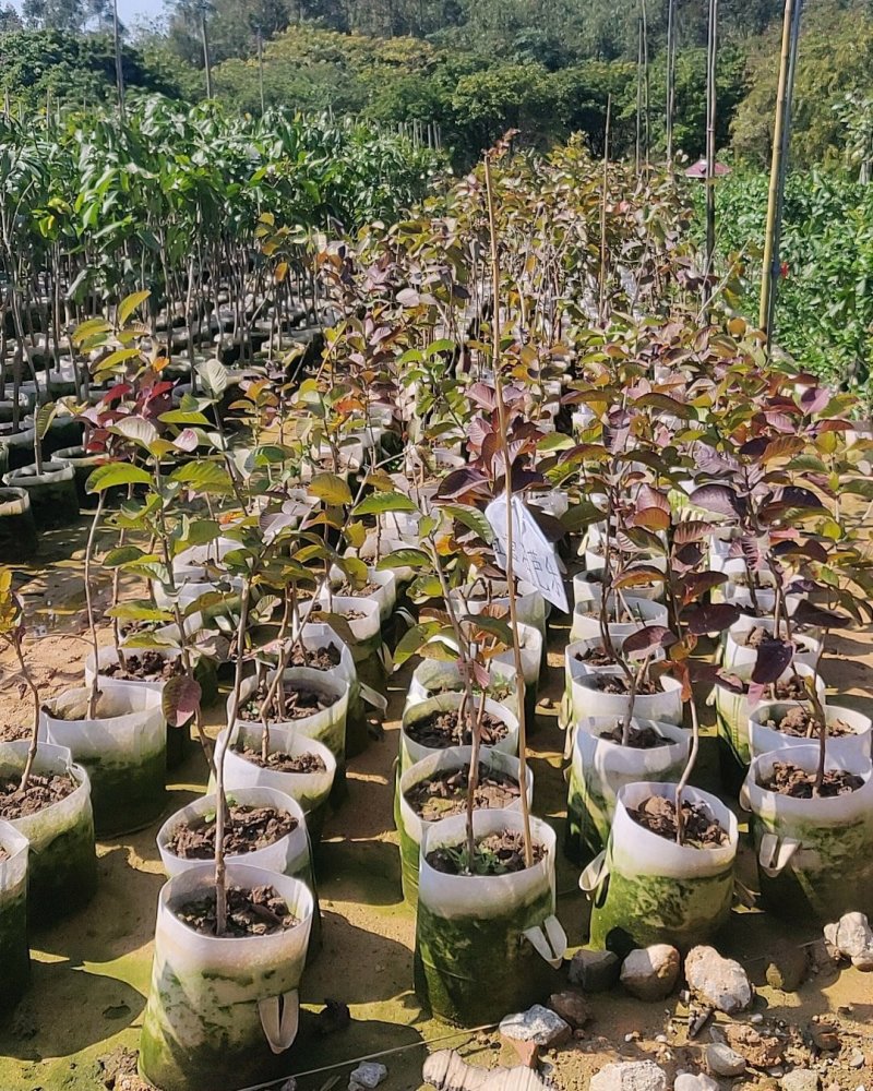芭乐苗(帝王珍珠红心红宝石芭乐)量多价优批发