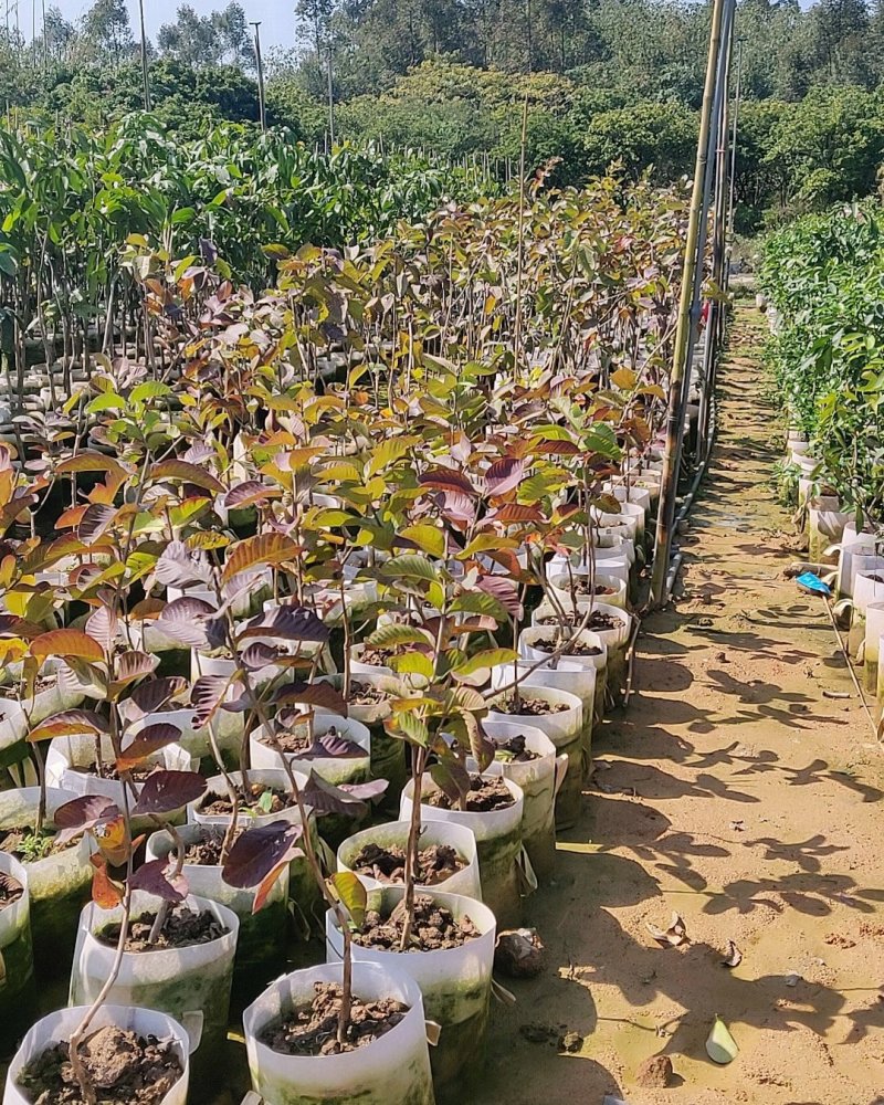芭乐苗(帝王珍珠红心红宝石芭乐)量多价优批发