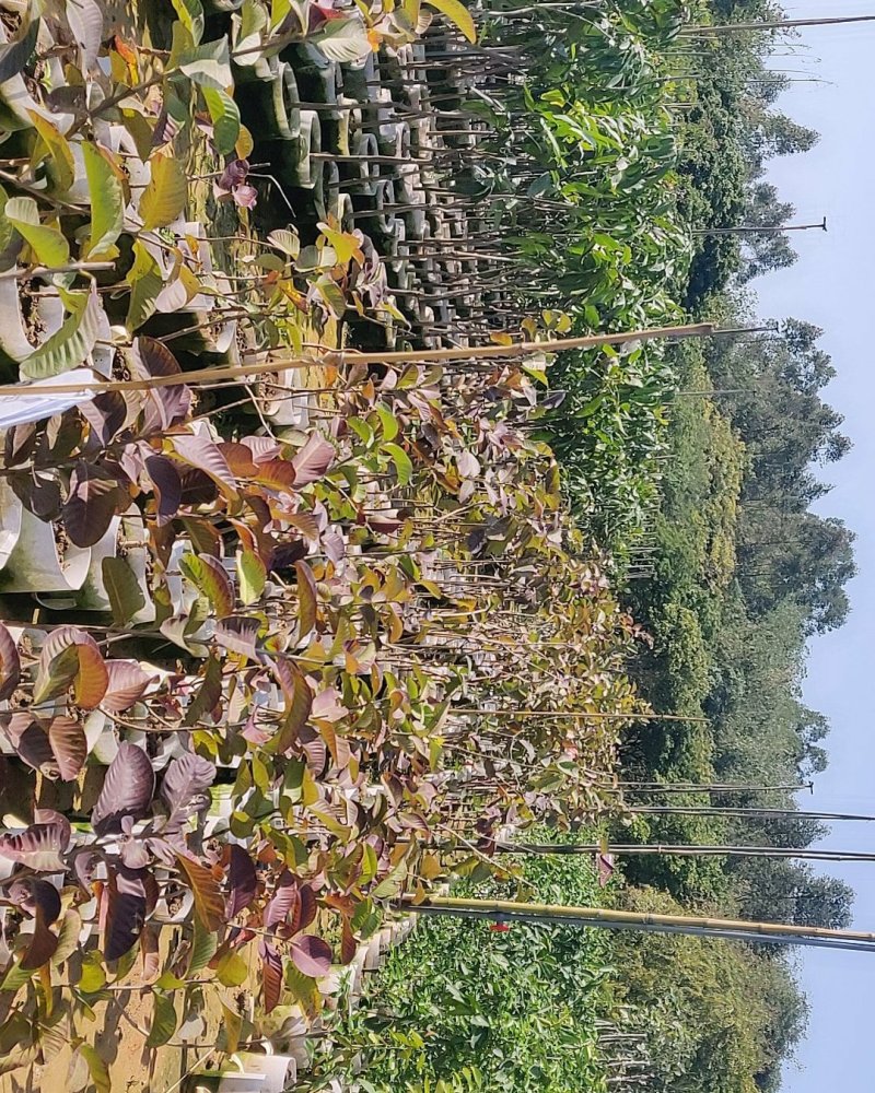 芭乐苗(帝王珍珠红心红宝石芭乐)量多价优批发