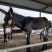 德州驴苗每头补贴1000元