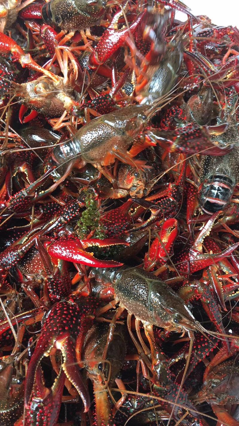 石臼湖清水小龙虾，肉质细嫩饱满，品相以青红为主