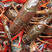 石臼湖清水小龙虾，肉质细嫩饱满，品相以青红为主