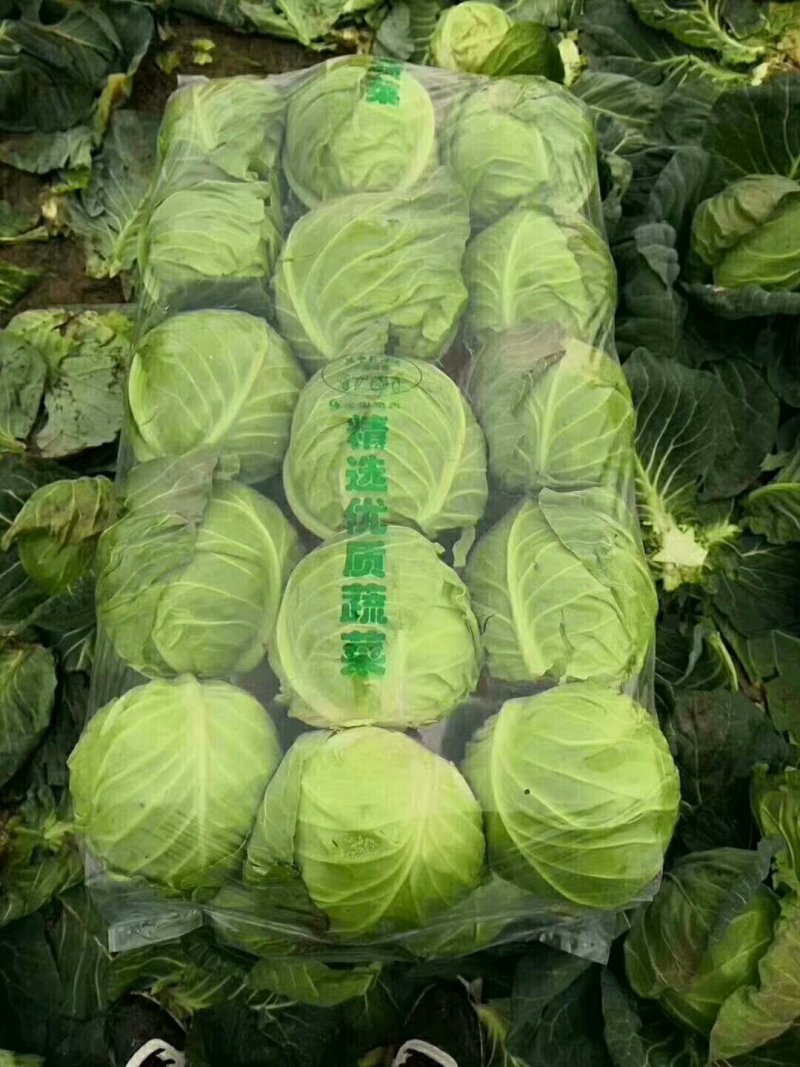 甘蓝代发全国质量好保证质量有要的抓紧联系一五八五六二四四