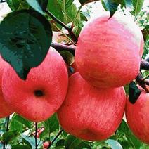 红富士苹果苗树苗嫁接苗乔化地栽盆栽南北方种植当年结果庭院