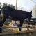 肉驴苗每头补贴1000元