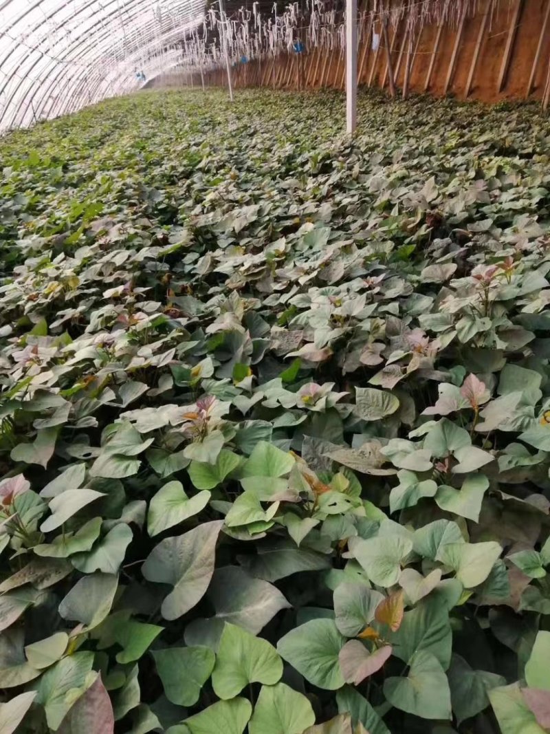 六鳌蜜薯苗六鳌地瓜苗六鳌红心西瓜红苗六鳌蜜薯红薯苗
