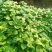 六鳌蜜薯苗六鳌地瓜苗六鳌红心西瓜红苗六鳌蜜薯红薯苗