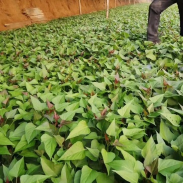 六鳌蜜薯苗六鳌地瓜苗六鳌红心西瓜红苗六鳌蜜薯红薯苗