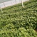 六鳌蜜薯苗六鳌地瓜苗六鳌红心西瓜红苗六鳌蜜薯红薯苗