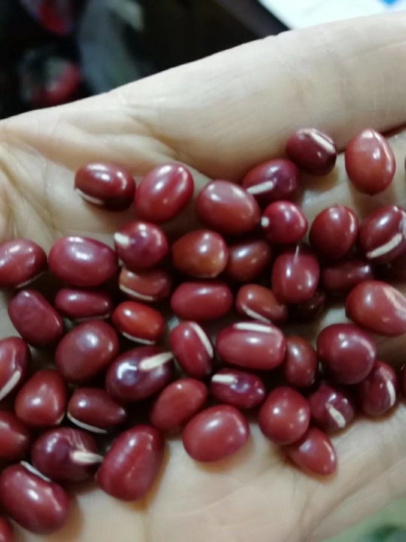东北红豆颗粒饱满均匀