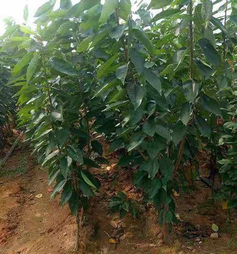 盆栽樱桃果树苗美国进口嫁接樱桃苗白珍珠樱桃苗白玉樱桃