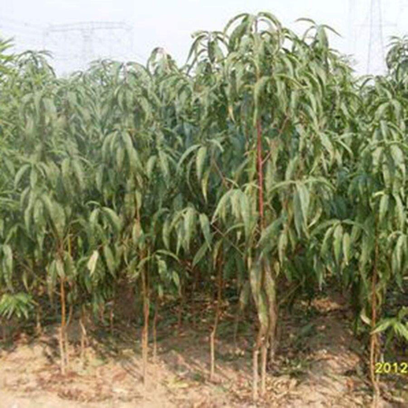 珍珠枣油桃苗品种纯正，易管理，含糖量高