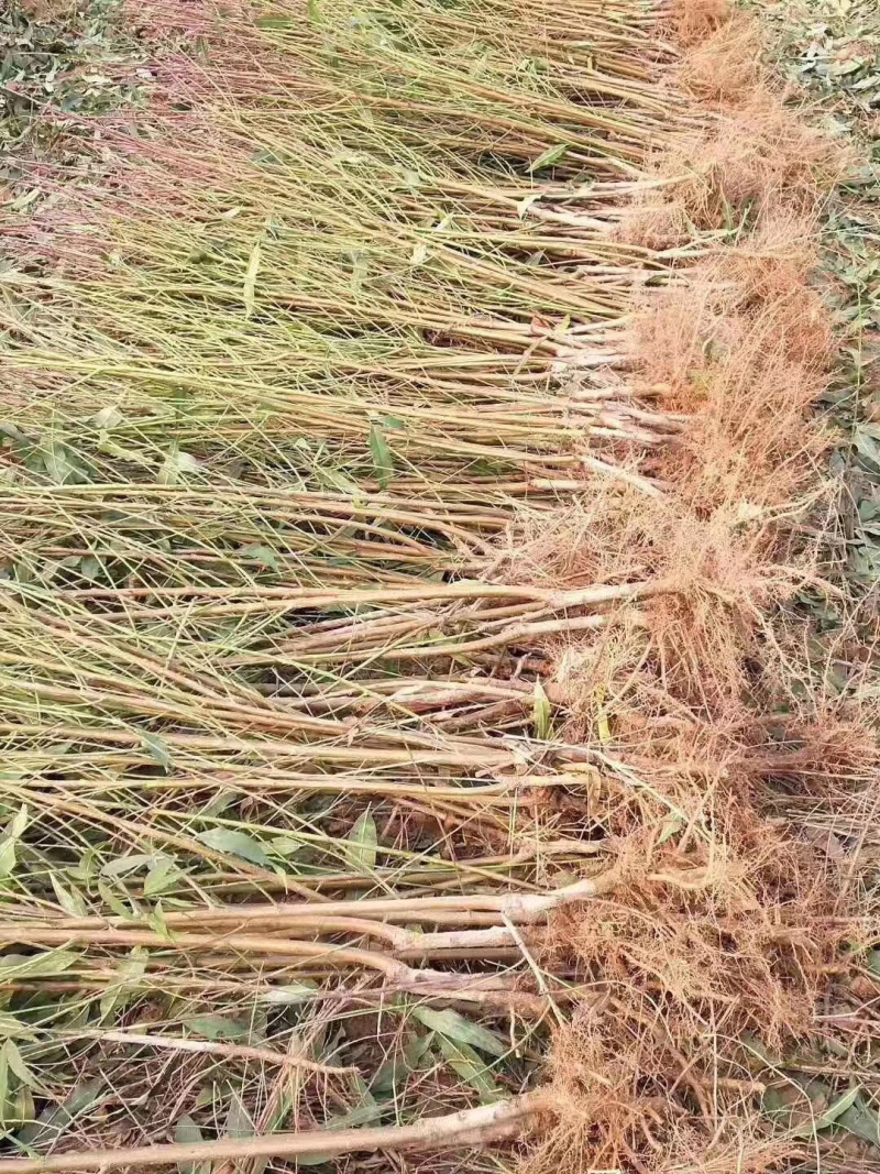 珍珠枣油桃苗品种纯正，易管理，含糖量高