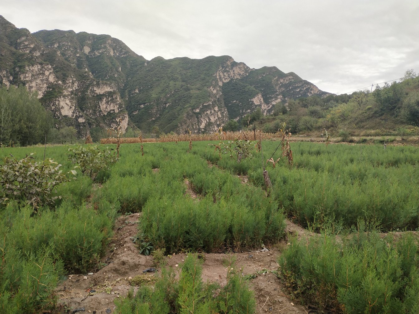 侧柏生长在北方山区的山坡上