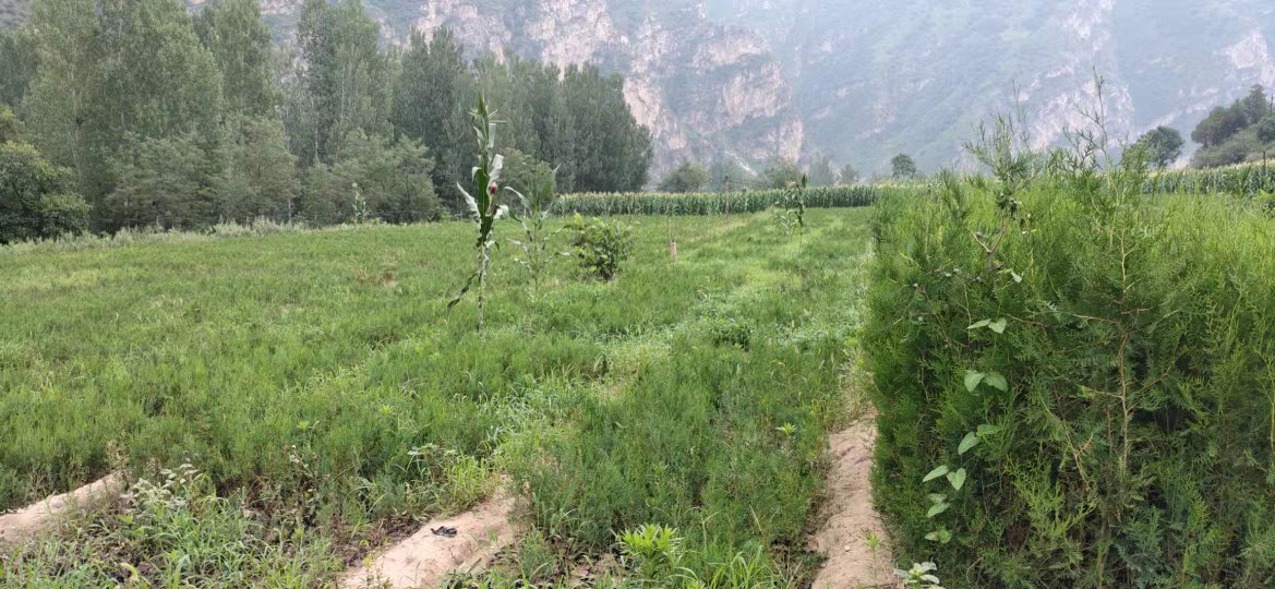一棵千年古树侧柏,矗立在山间寺庙中,枝干苍劲,绿意盎然 古树侧柏